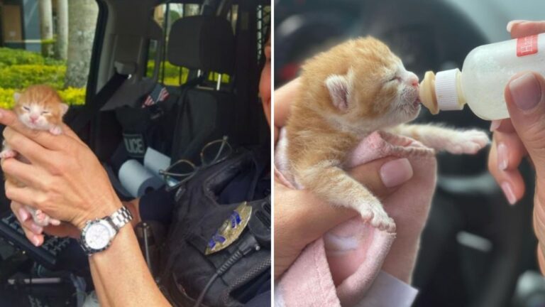 rescued newborn kitten