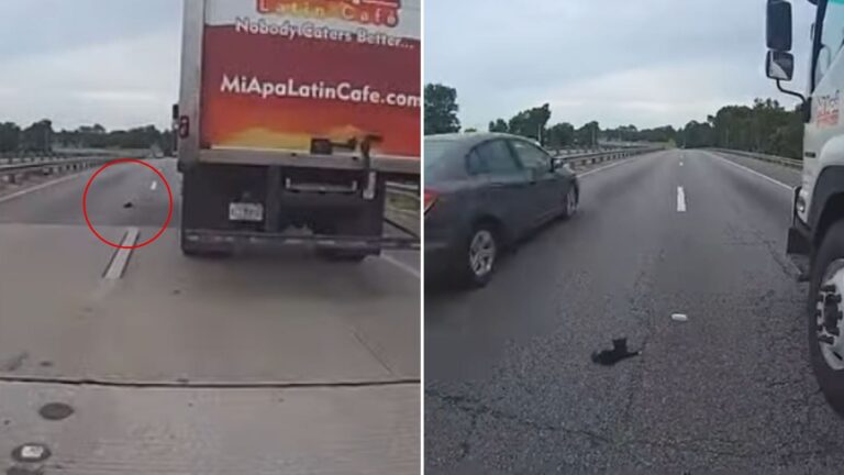 cop rescues kitten on busy highway