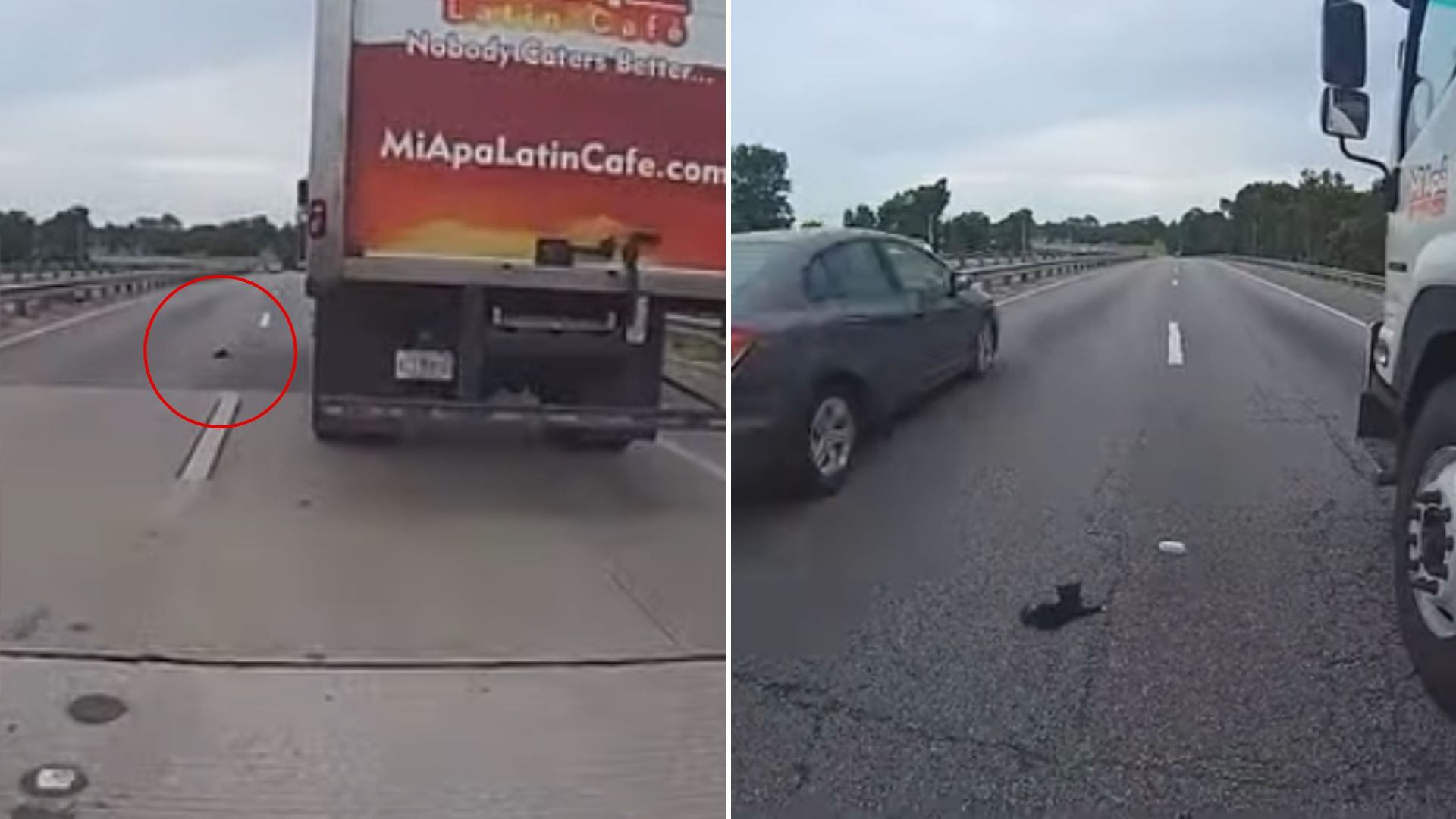 cop rescues kitten on busy highway