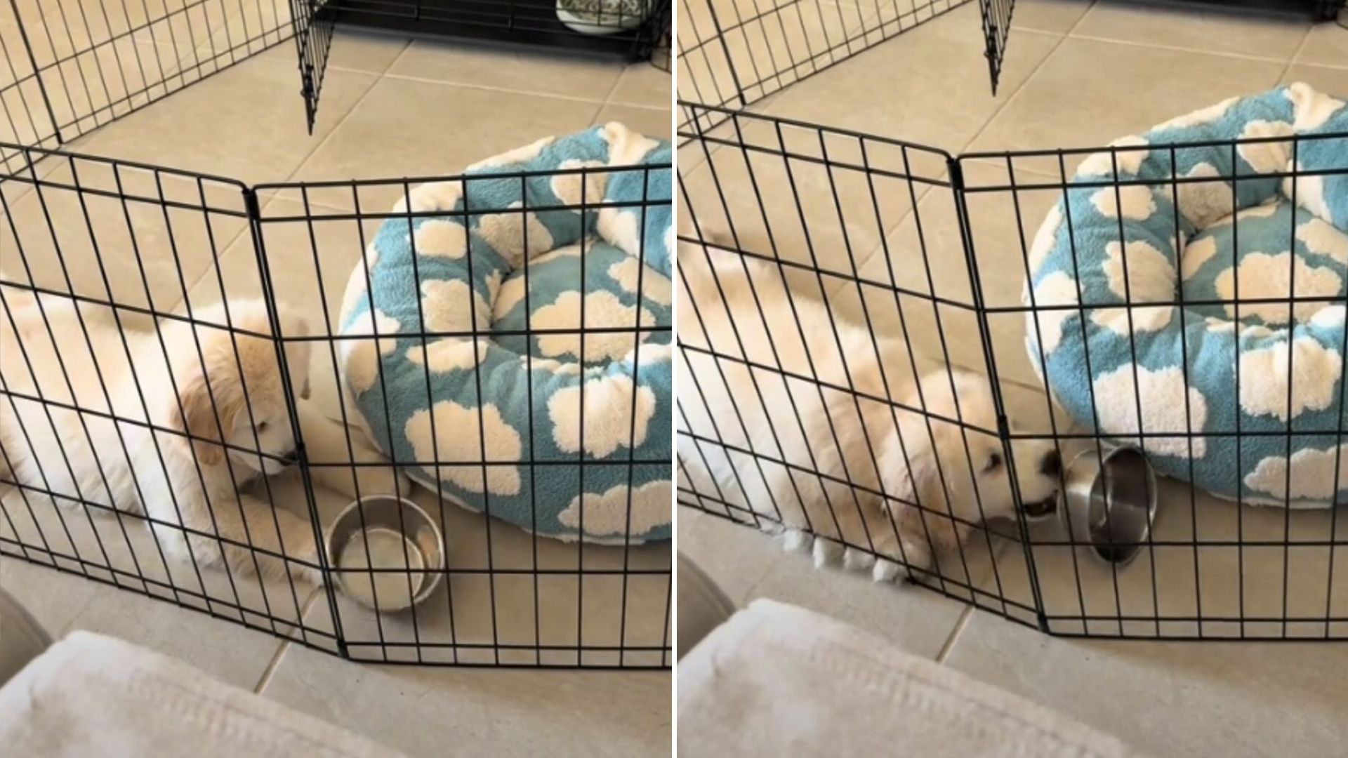 pup has a meltdown over food