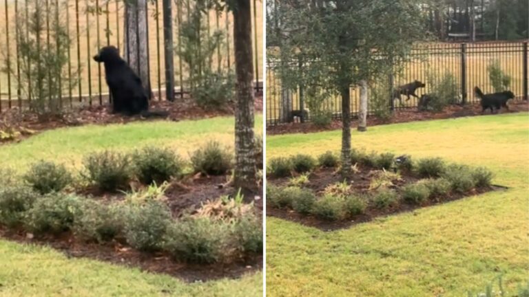 rescue dog waits for neighbor pups to play