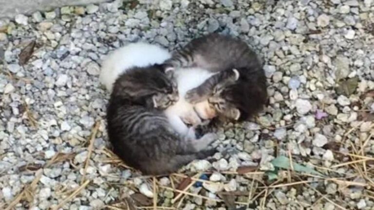 kittens comforting their shivering sister