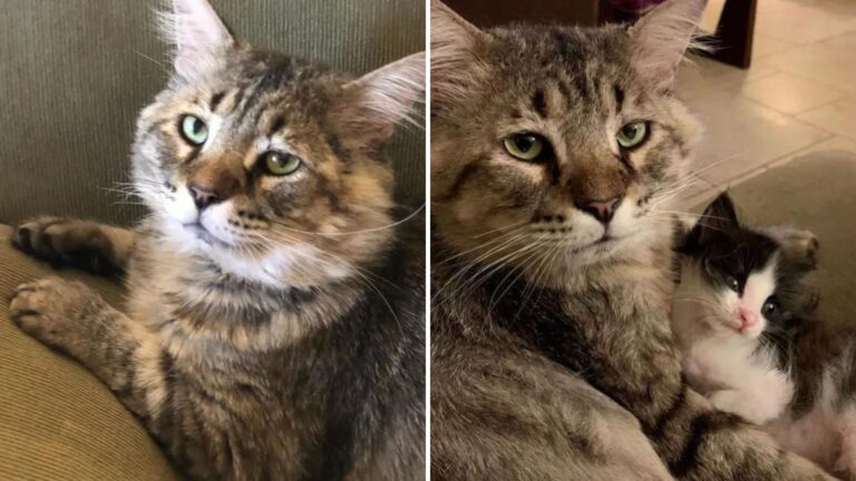 runt senior cat helps kittens