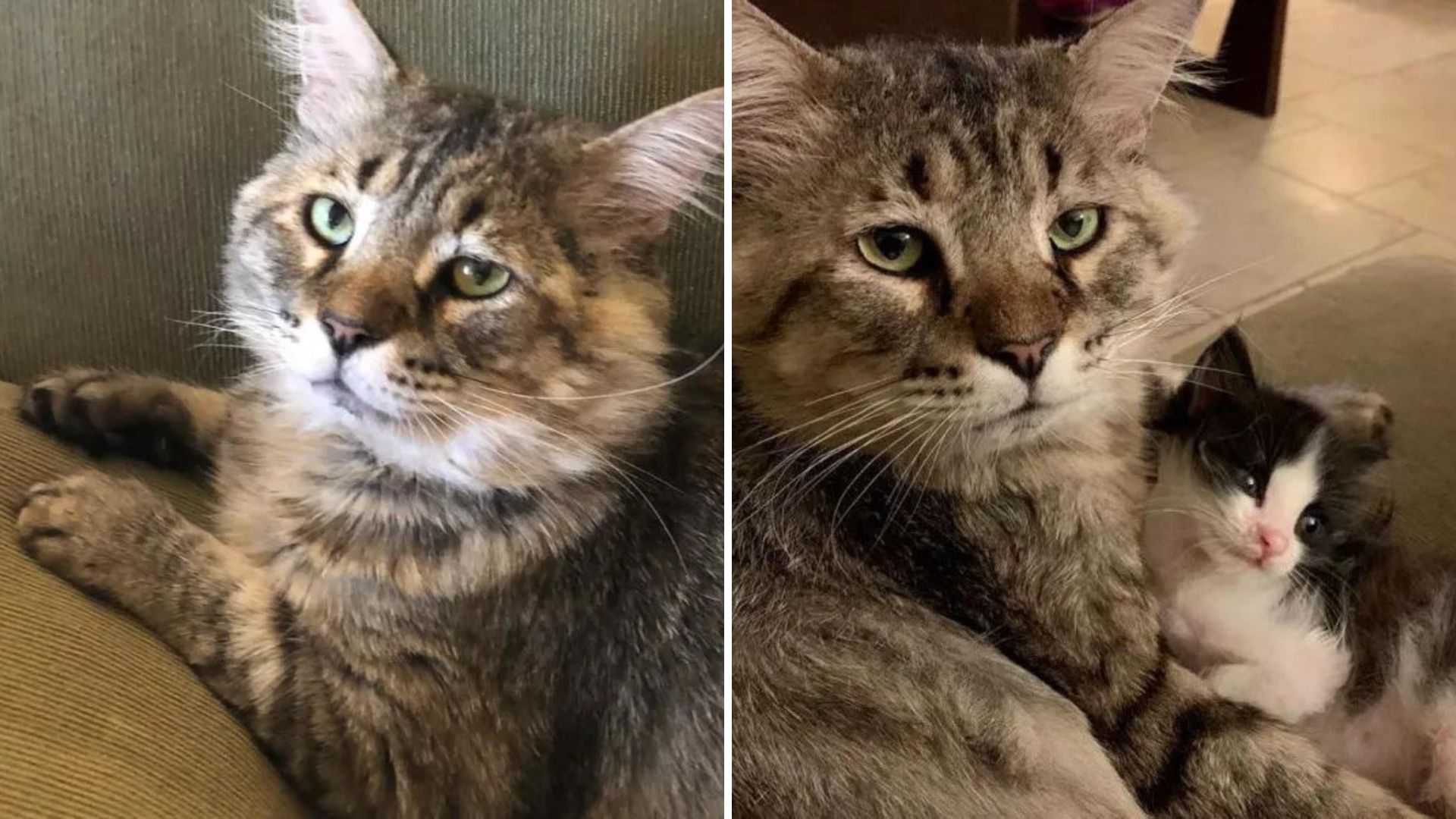 runt senior cat helps kittens