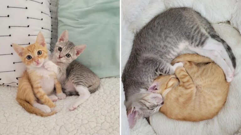 peyton the rescue kitten adopts another rescue kitten