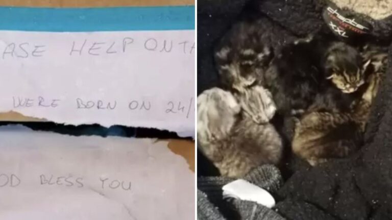 kittens in a box
