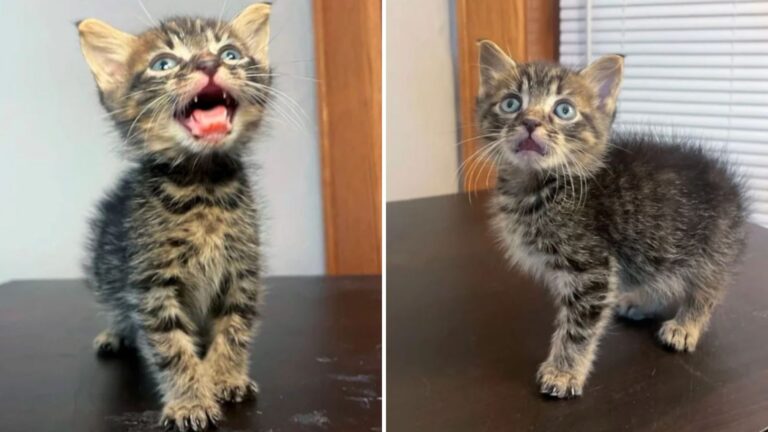 shelter kitten