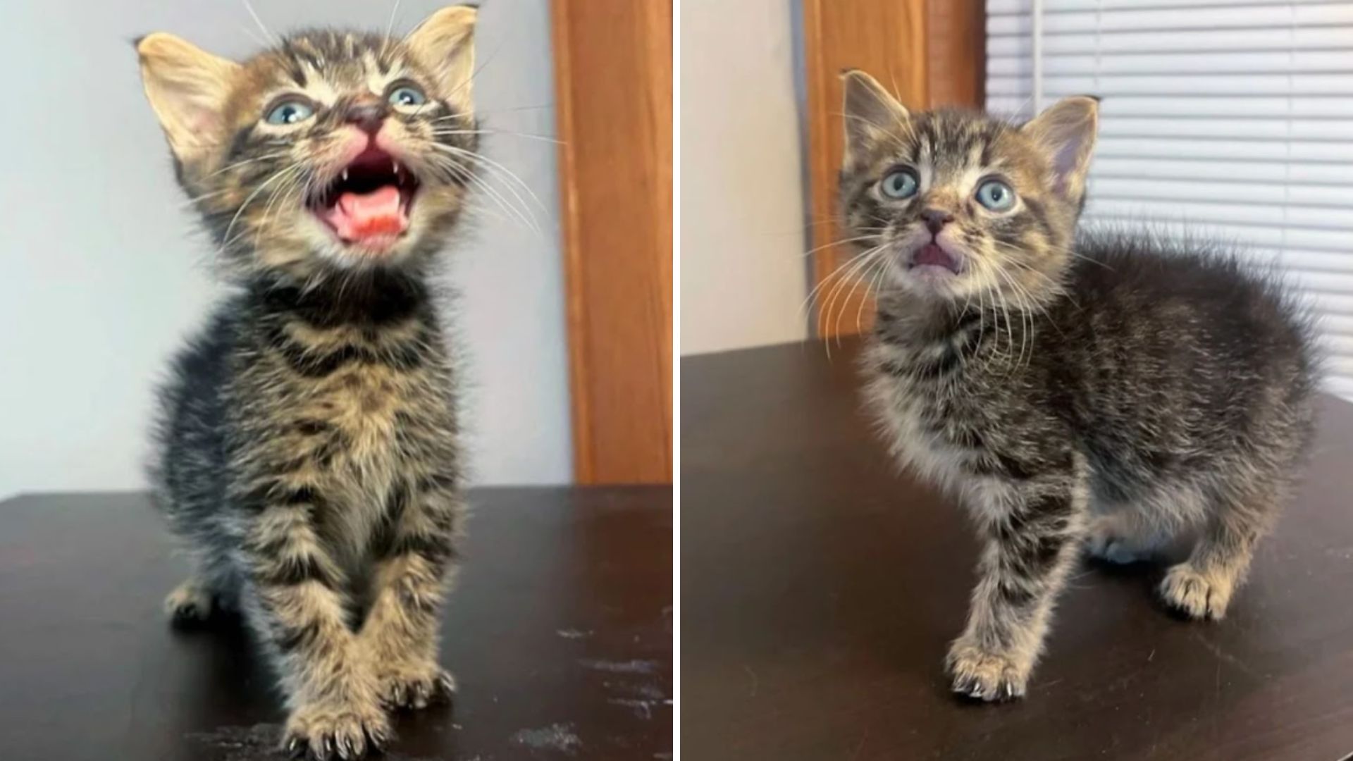 shelter kitten
