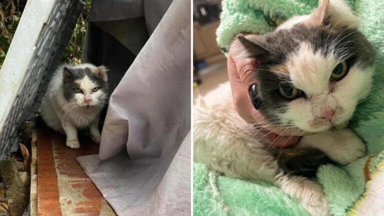 Florida Stray Cat Finally Finds Love After Ten Long Years Of Waiting
