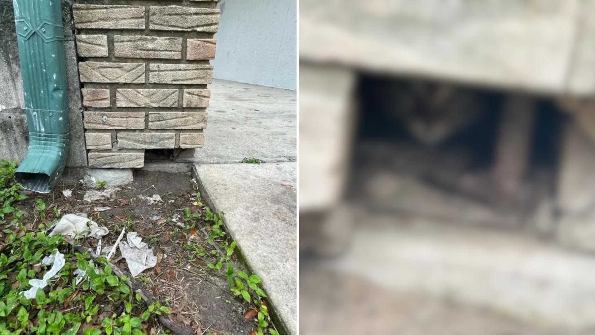 kitten in the wall