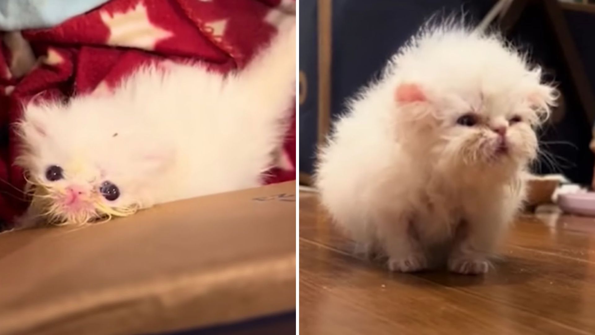 little kitty