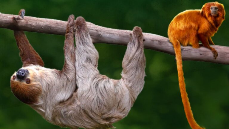 tamarins and sloths become roommates