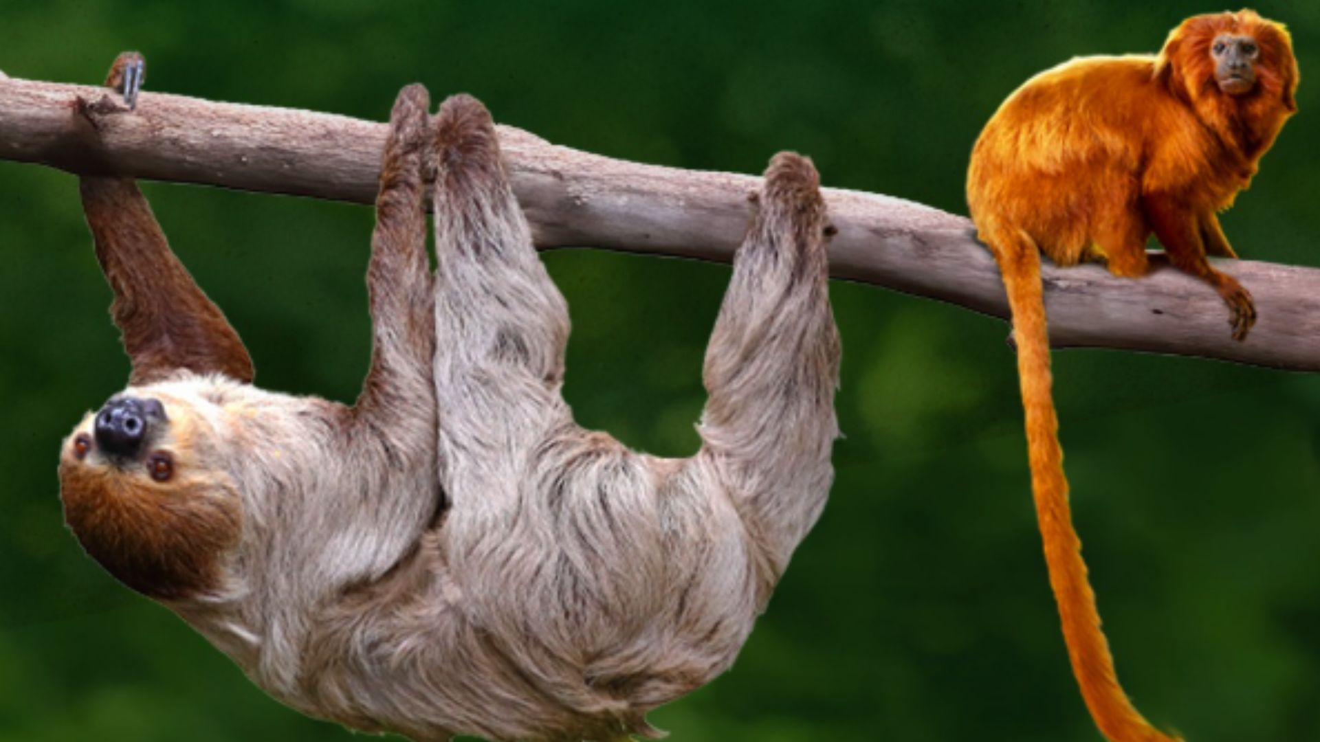 tamarins and sloths become roommates