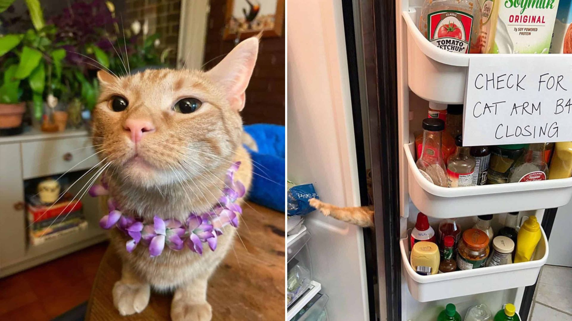 Food-Obsessed Cat From Maryland Can’t Stop Giving His Owners Anxiety