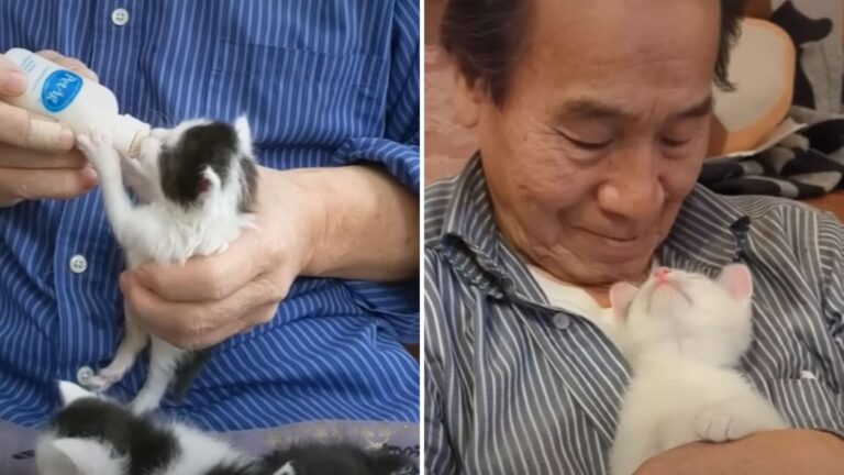 dad becomes cat lover
