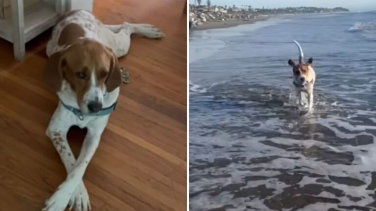 lab test dogs reaction to beach