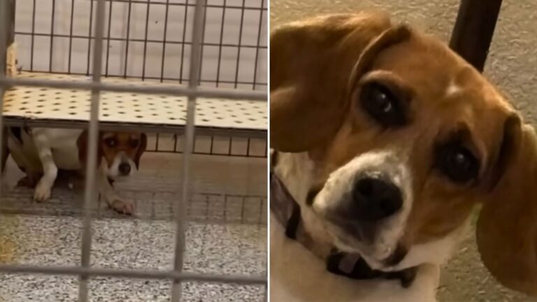 woman adopts lab test dog