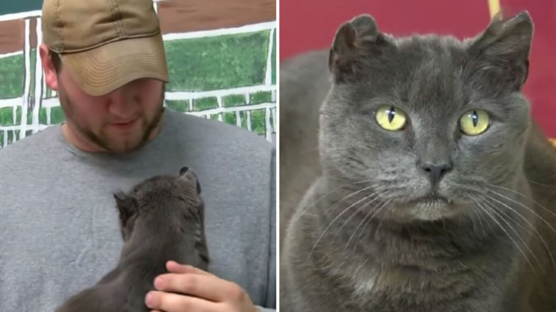 lost cat