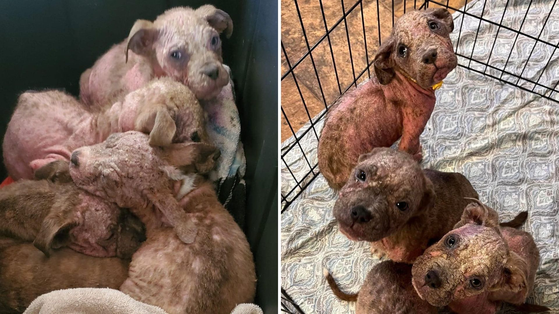 four odd mud