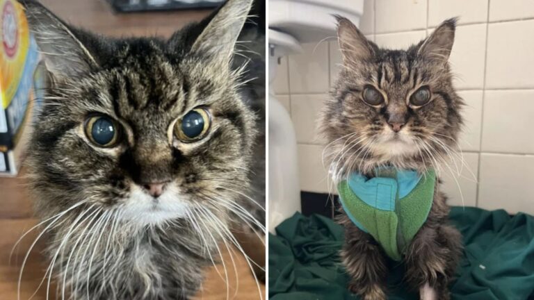 frail senior cat
