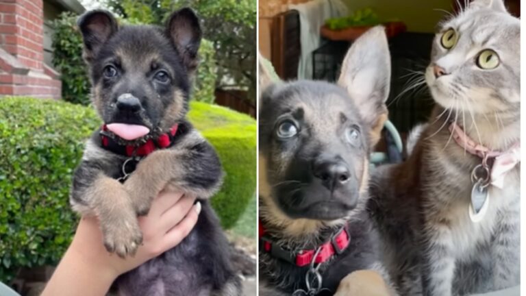 cats adopt gs pup