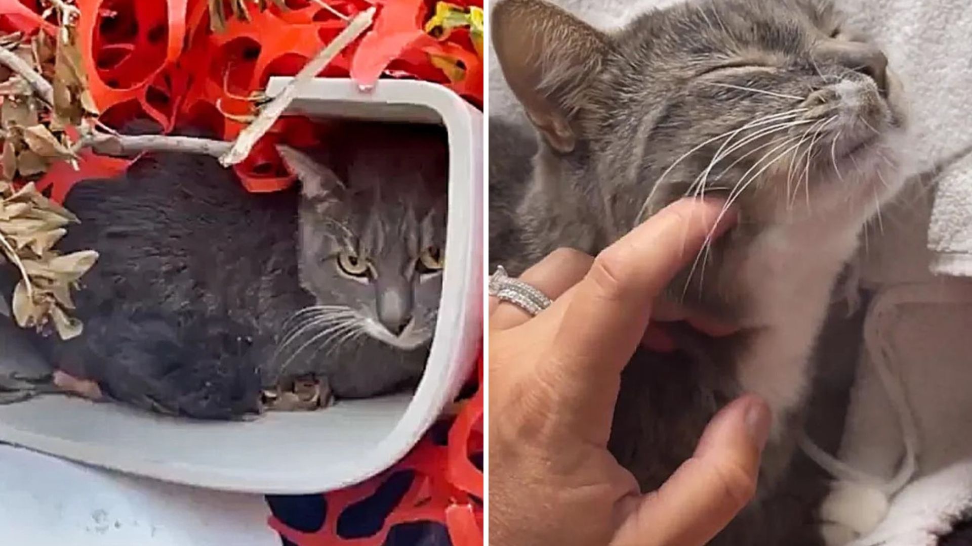 cat hiding in toilet