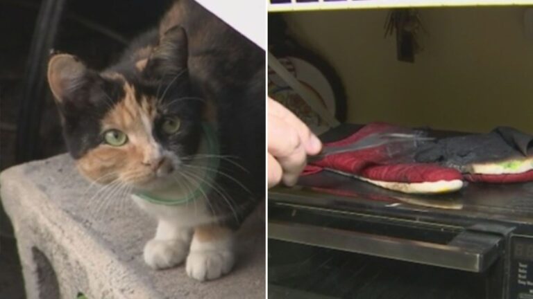 cat saves family from fire