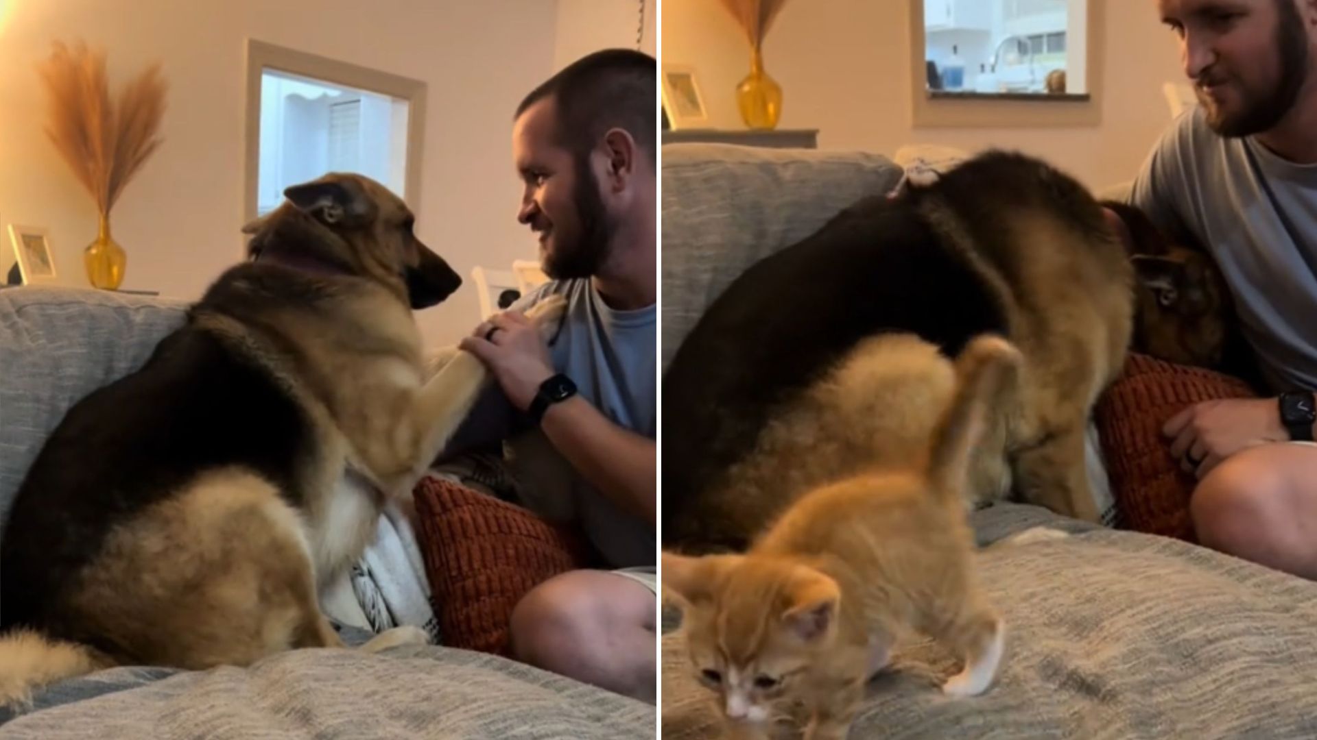 kitten scares giant german shepherd