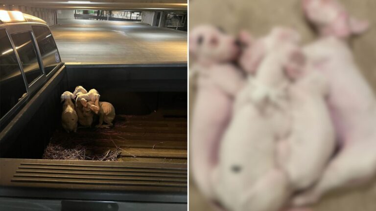 four puppies found in truck bed