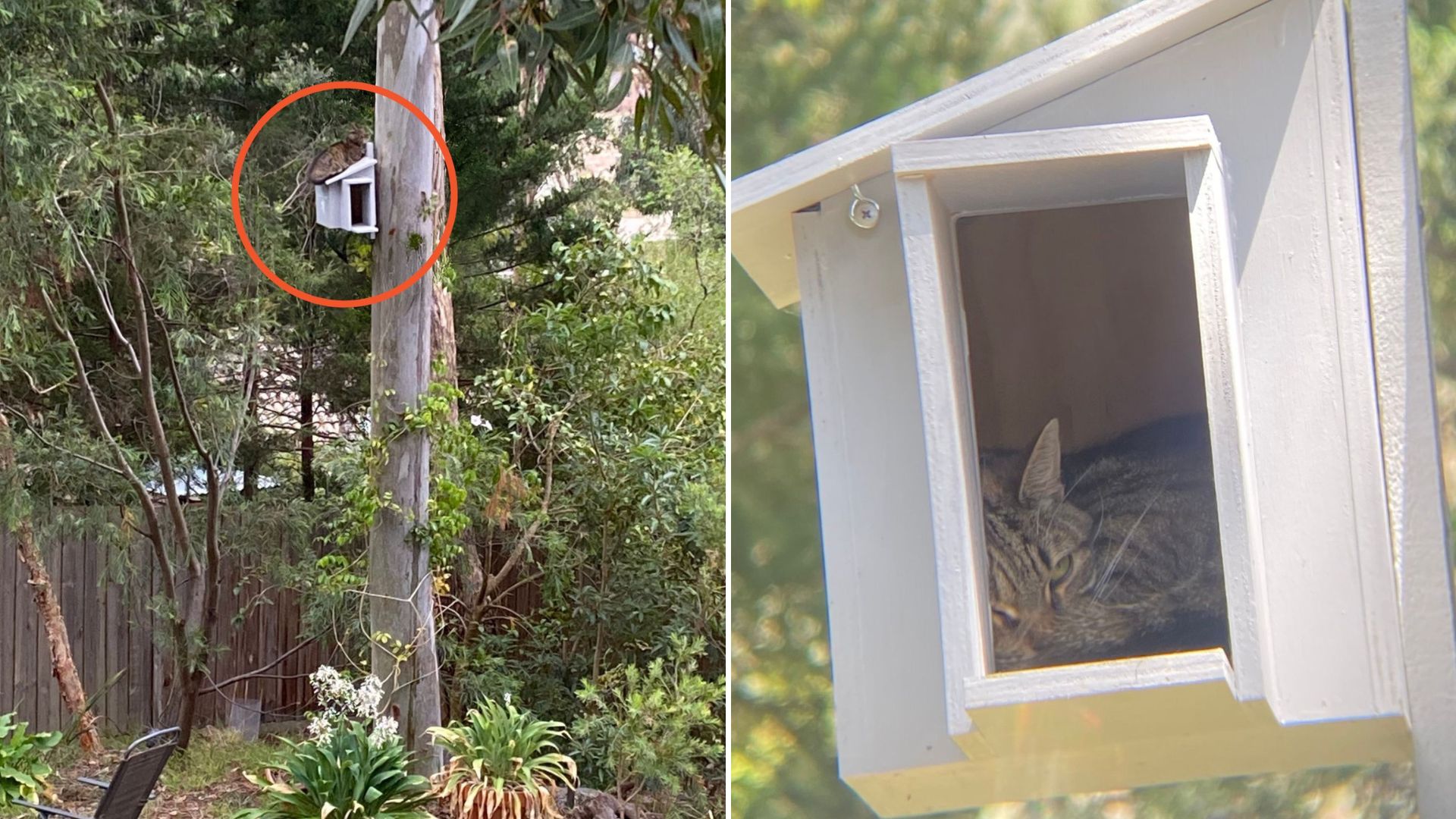 man installs owl box