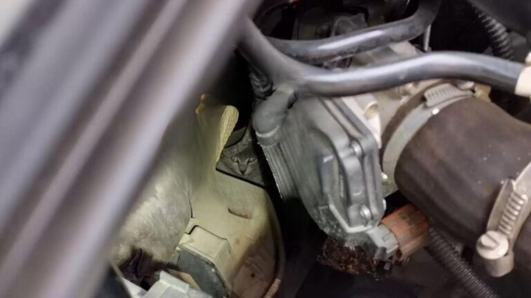 raccoon the cat stuck under car hood