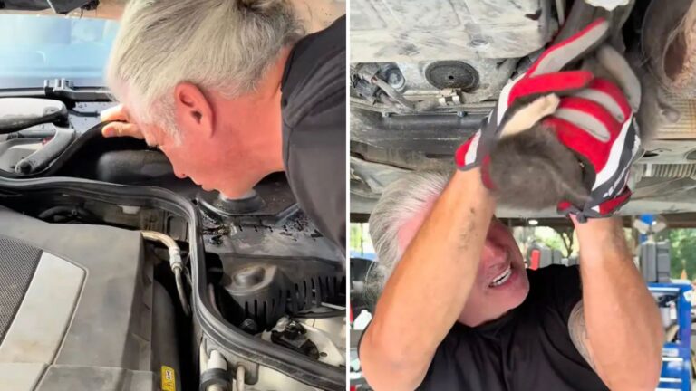 mercedes the cat stuck in car engine