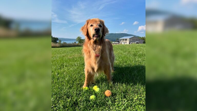 golden retriever cute