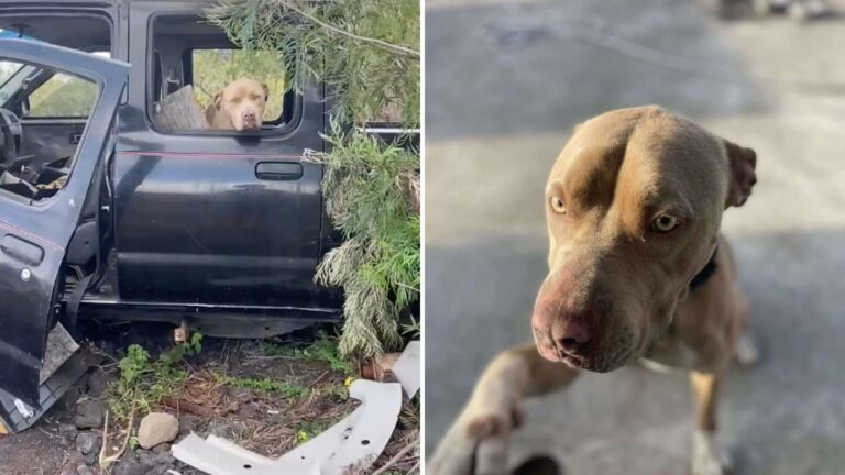 Hawaii Dog Clings To Hope Inside Abandoned Truck Until Savior Appears