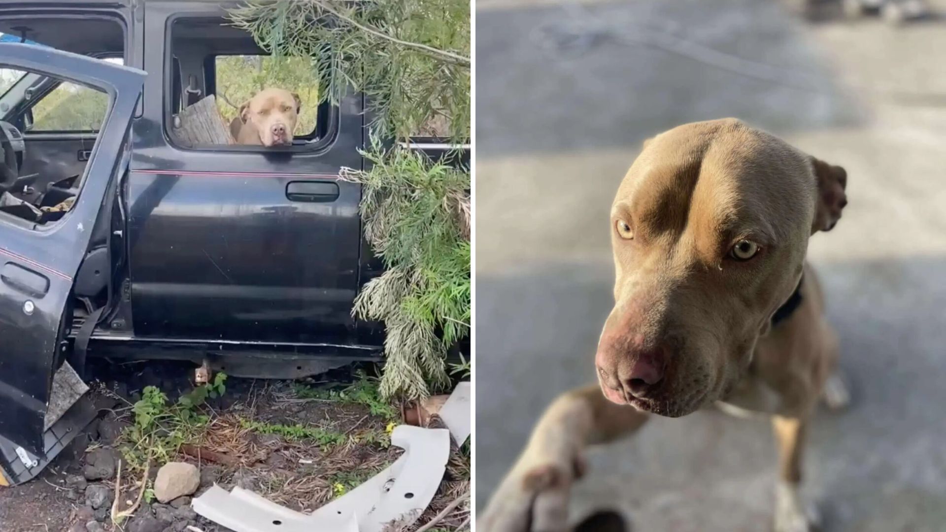 Hawaii Dog Clings To Hope Inside Abandoned Truck Until Savior Appears
