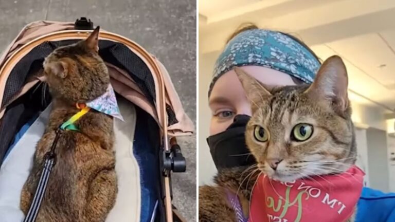 rescue kitty becomes therapy cat