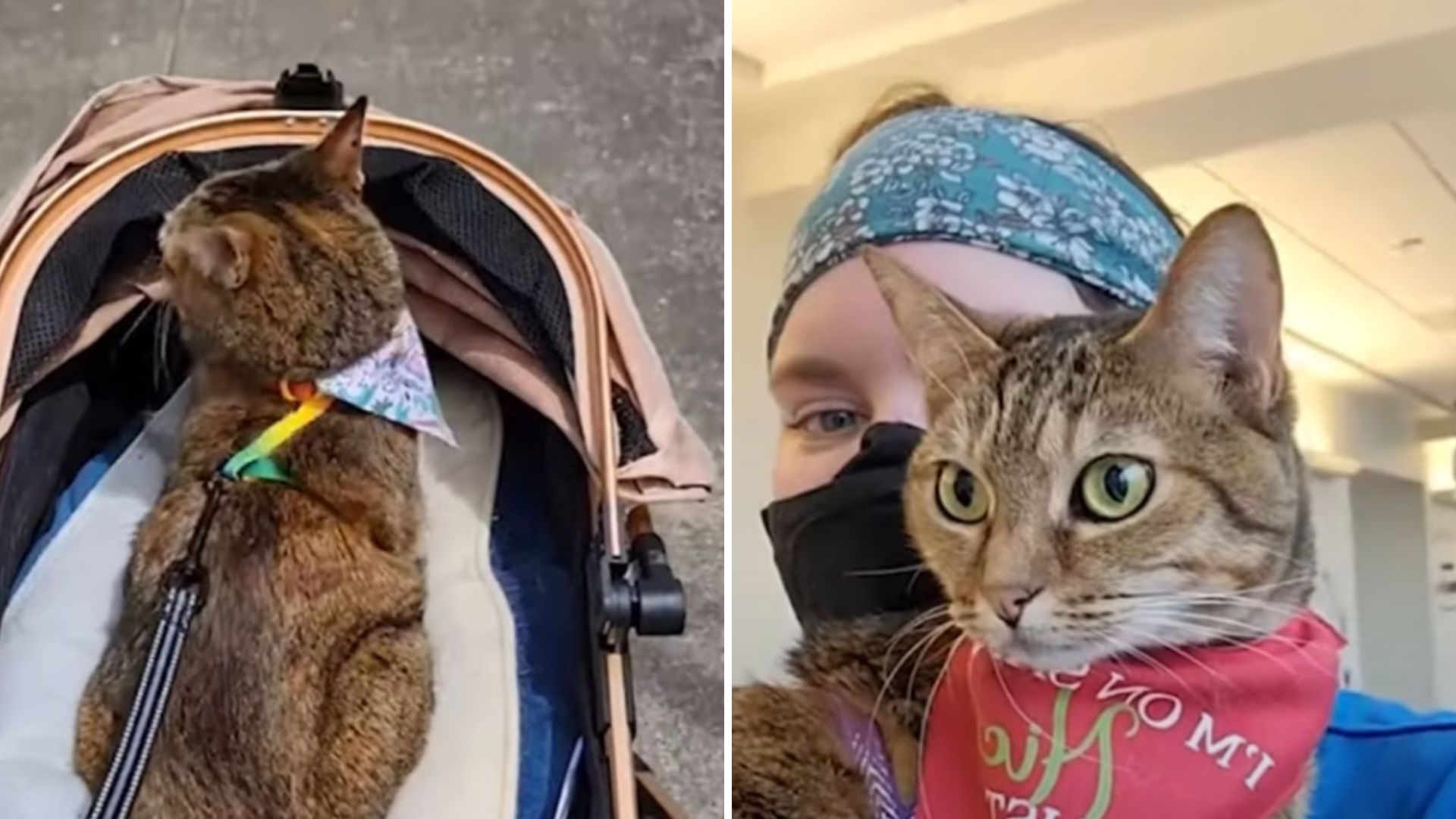 rescue kitty becomes therapy cat