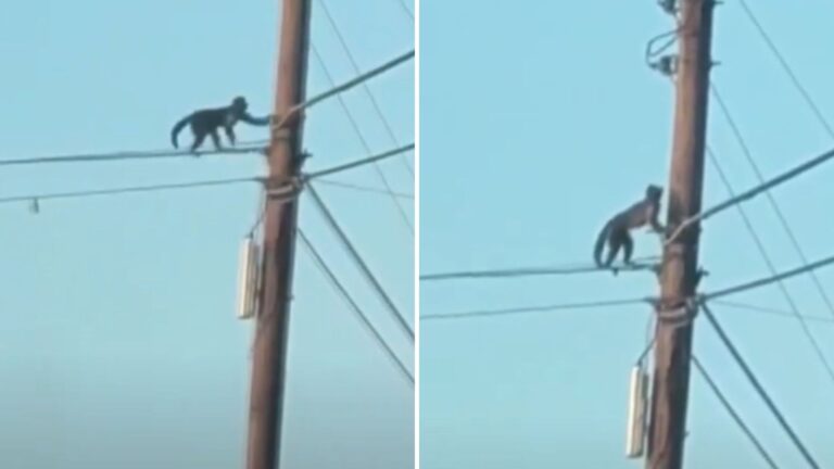 Heart-Stopping Moment As Escaped Zoo Monkey Gets Hit By Car In North Carolina