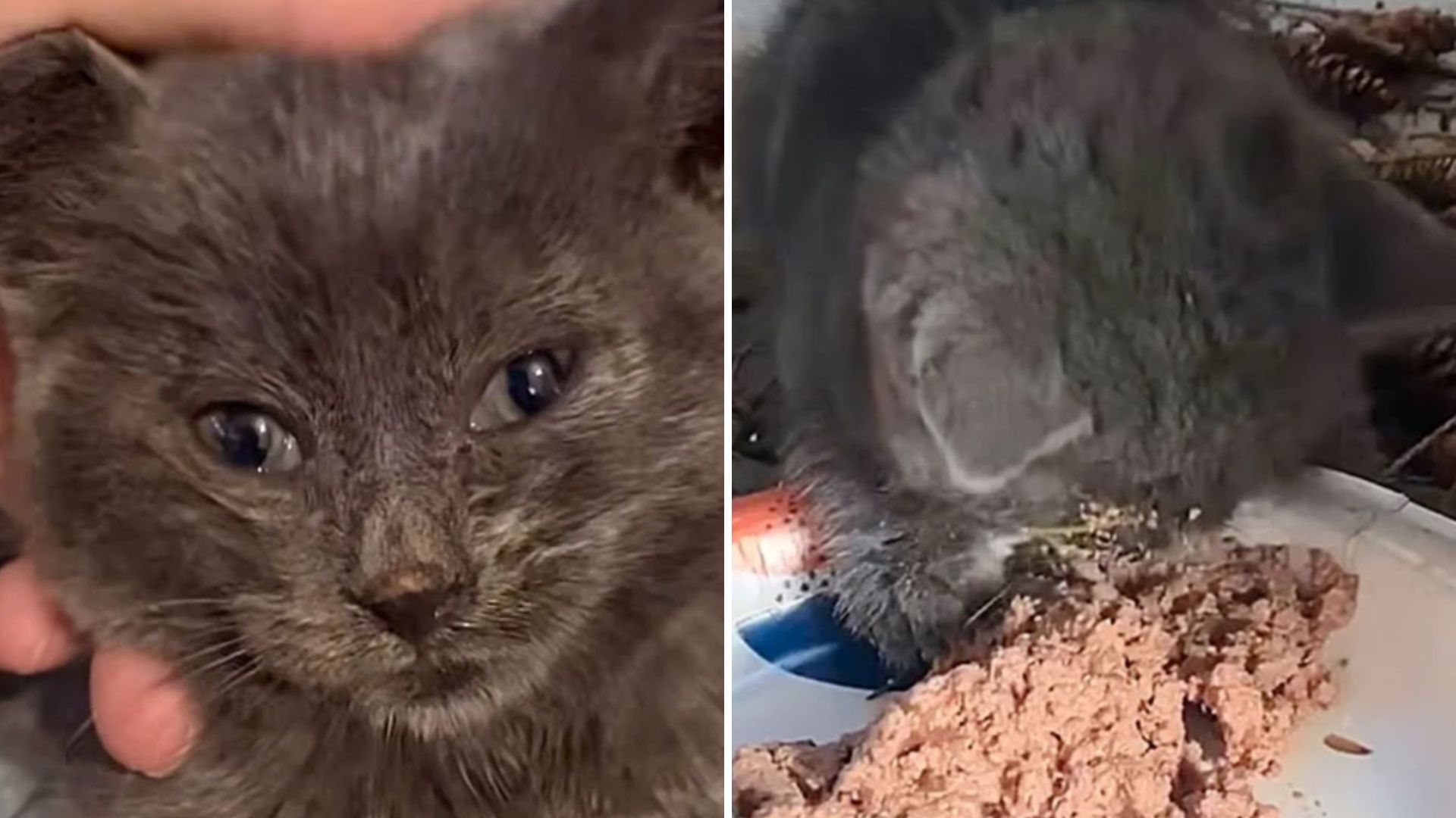 sad kitten