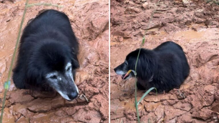 senior dog found flailing in mud