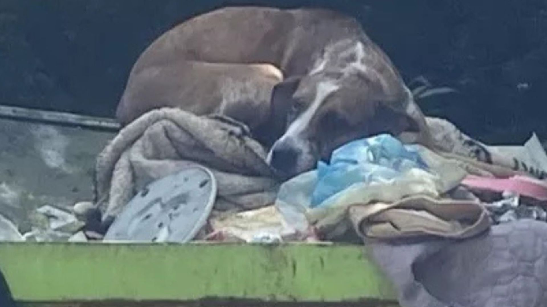 sydney the dog dumped in dumpster