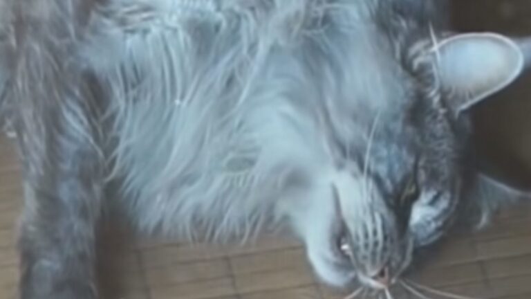 cat’s painful days without her kittens