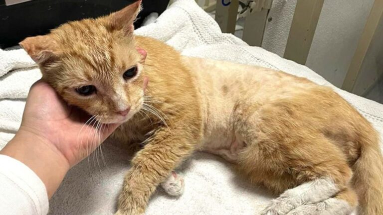 Hearts Break As This Poor Cat Faces Hard Life On Las Vegas Streets After His Owner Passed Away