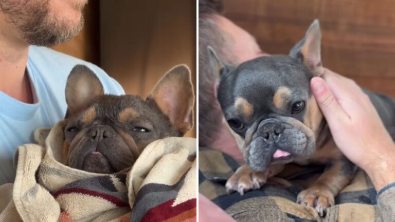 rescue dog used for breeding becomes daddys girl