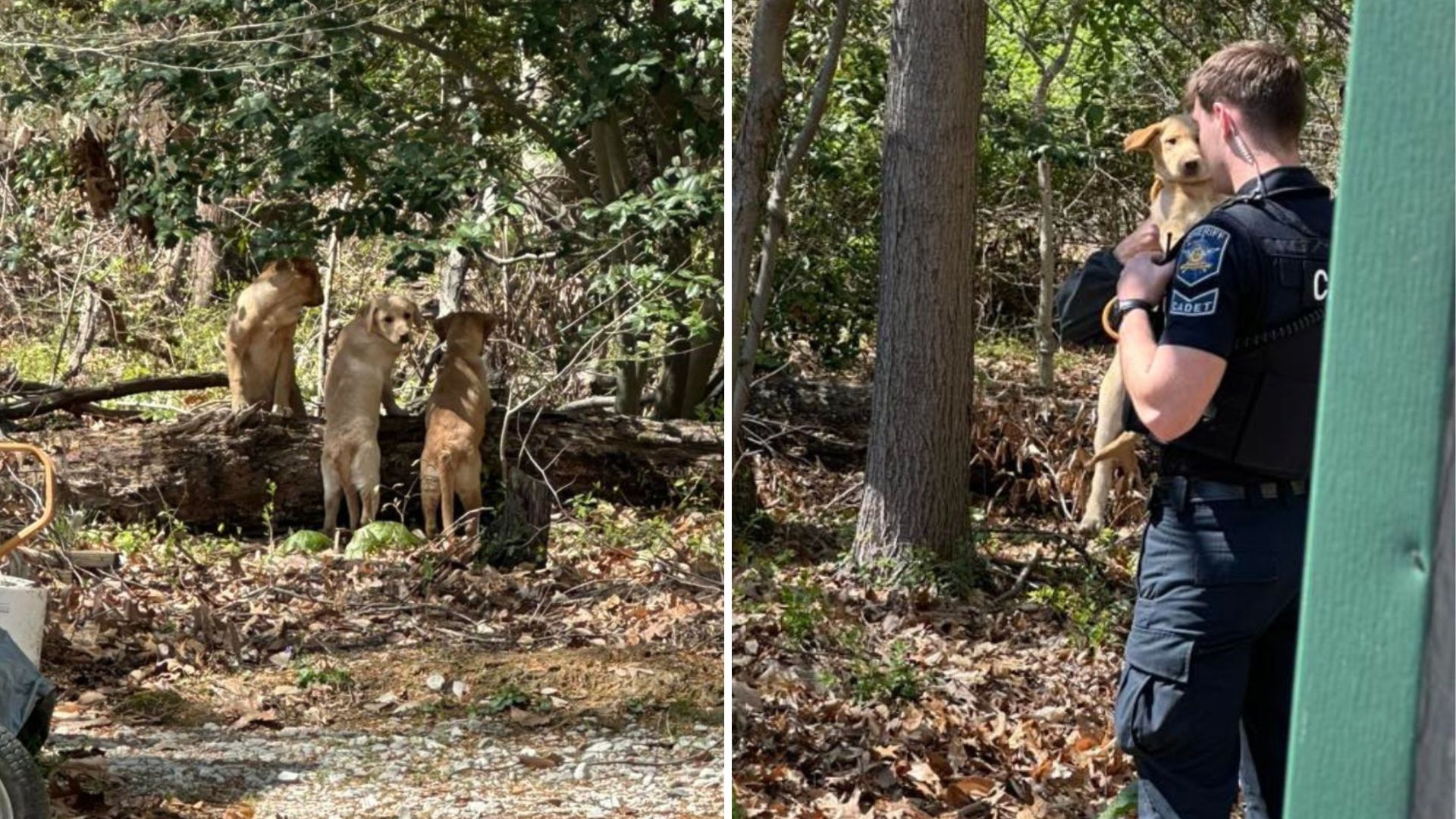 three lab puppies abandoned in the woods