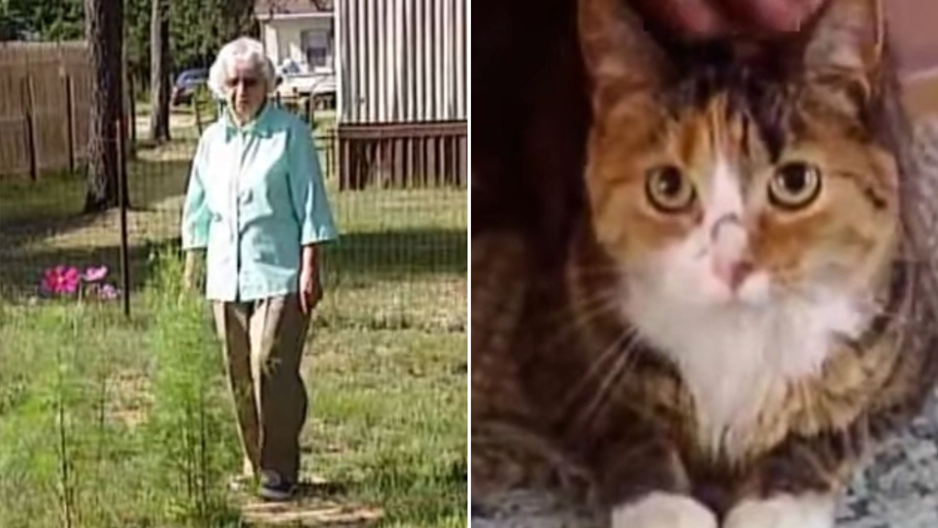 cat saves owner from four pit bulls