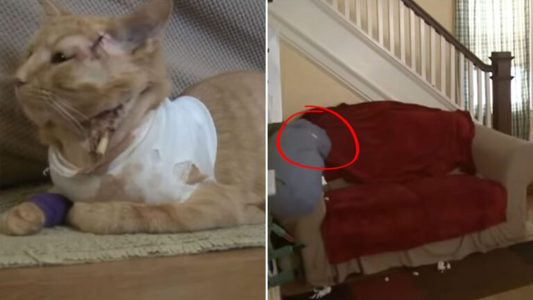 heroic cat
