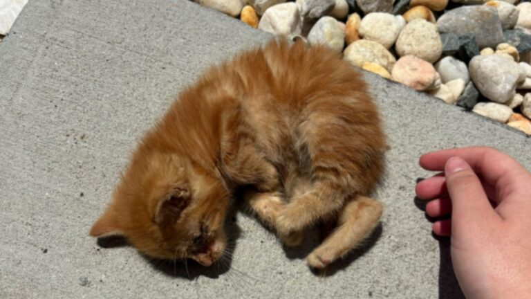 coworkers watch as man tosses kitten into gutter