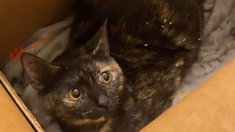 rue the cat and her kitten get adopted