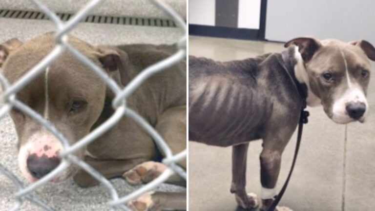 starved dog